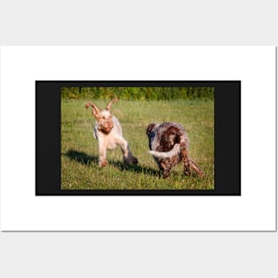 Flying ears Spinone Posters and Art